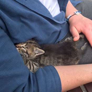 İBB Tepeören Barınak Veteriner İlgisizliği Ve Umursamazlığı