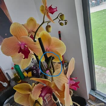 Çiçek Sepeti Beklentilerin Uzağında Kaldı Çiçek Siparişim