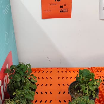 Hakmar Gıda Fiyat Farklılığıyla Şaşırtan Domates Fidesi