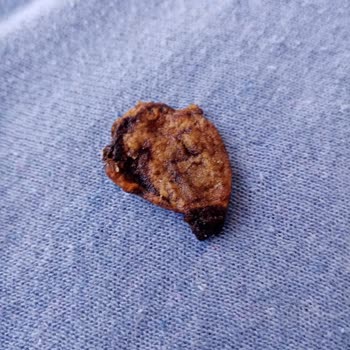 Lays Paketinden Çıkan Siyah Cisim