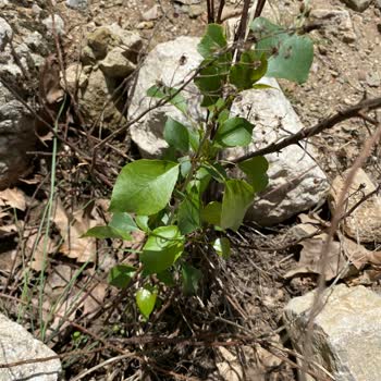 Floramut Fide Değil Hayal Satıyor