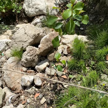 Floramut Fide Değil Hayal Satıyor