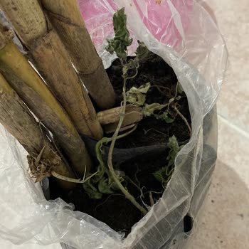 Floramut Fide Değil Hayal Satıyor