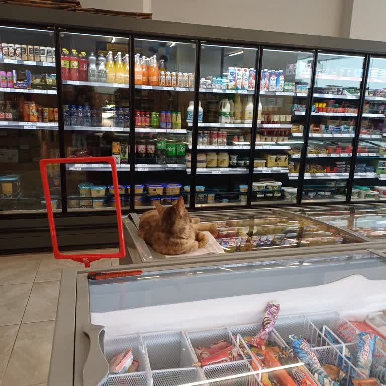 Maltepe A101'de Hijyen Endişesi: Marketlerde Hayvan Girişi