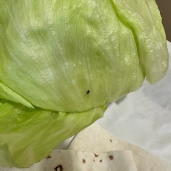 Getir Sinekli Yemeğe İade Yok
