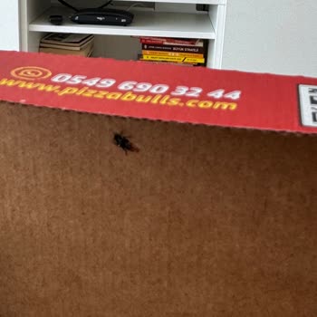Pizza Bulls Kutuda Sinek Var