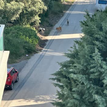 Mudanya Belediyesi Sabah Akşam Ordu Halinde Gezen Köpekler!