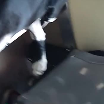 Eskişehir Büyükşehir Belediyesi Tramvaydaki Köpek!
