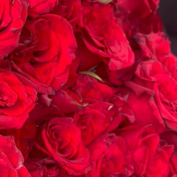 Cicekgonder.com Rezil Güller