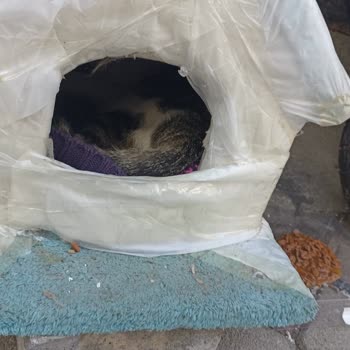 İBB - İstanbul Büyükşehir Belediyesi Sultangazi / Cebeci Hayvan Hastanesinden Şikayetçiyim.