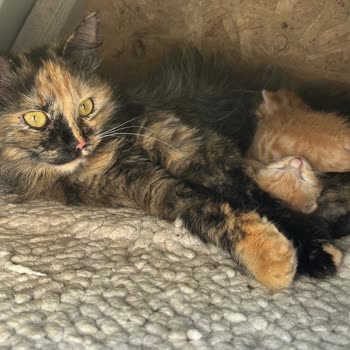 Afiyet Fırın (Ankara) Afiyet Fırın Yenibatı