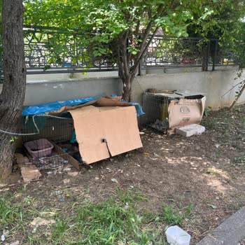 Kadıköy Belediyesi Mahalledeki Kedi Barınağı Sorunu Ve Zabıta Müdahalesi