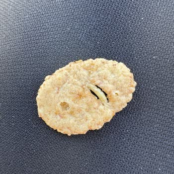 Kellogg's Tahıl Gevreğinden Kurt Çıktı