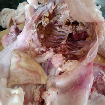 Lezita Tavuk İçinden Çıkan Pislik