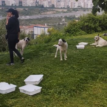 Başakşehir Belediyesi Saldırgan Sokak Hayvanları