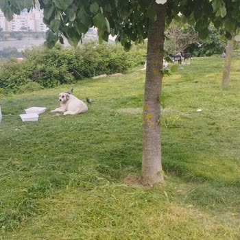 Başakşehir Belediyesi Saldırgan Sokak Hayvanları