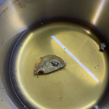 Altunbilekler Küflü Bozuk Ürün