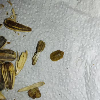 Çerezya Ay Çekirdeğinde Böcek Çıktı