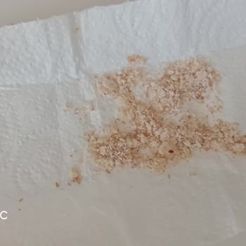 Piyale Kurtlu Çıkan Un