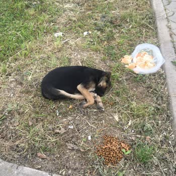Hendek Belediyesi Yaşattığı Mağduriyet Ve Yalanlarla 2 Saat Oyalama
