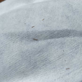 KRK Teknomarket Yeni Aldığım Kulaklığın Hijyen Problemi