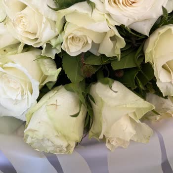 Çiçek Sepeti Bayat Kesilmiş Orantısız Güller. Ve Desteğinin Şekli