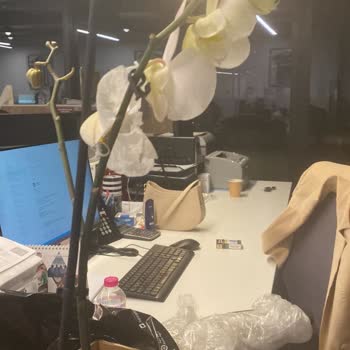 O Sevio Mağduriyeti Ve Çözümsüzlüğü