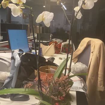 O Sevio Mağduriyeti Ve Çözümsüzlüğü