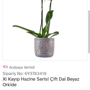 O Sevio Mağduriyeti Ve Çözümsüzlüğü