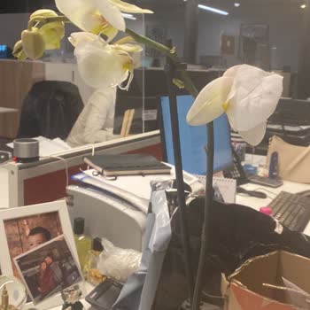 O Sevio Mağduriyeti Ve Çözümsüzlüğü