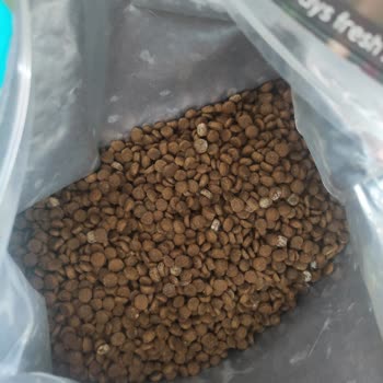 The Maya Family Küflü Çıkan Mamalar