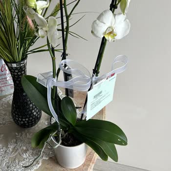 Çiçek Sepeti Ürünü Sayıp Çıkıyor Orkide Bitik Ve Solmuş