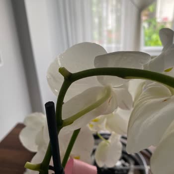 Taze Çiçek (tazecicek.com) Solmuş Çillenmiş Orkide