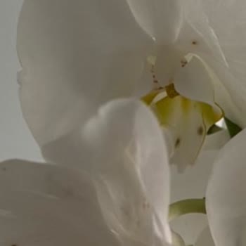 Taze Çiçek (tazecicek.com) Solmuş Çillenmiş Orkide