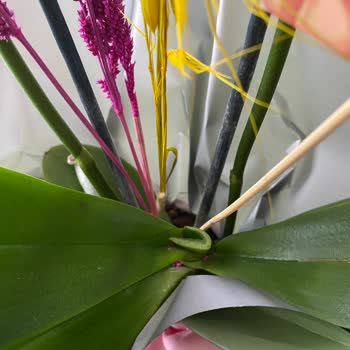 Taze Çiçek (tazecicek.com) Solmuş Çillenmiş Orkide