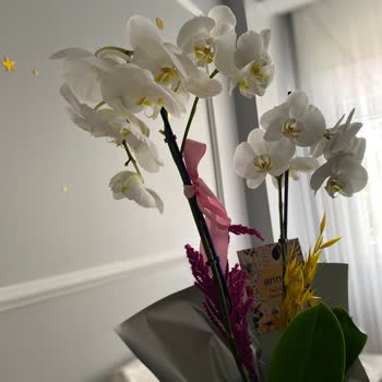 Taze Çiçek (tazecicek.com) Solmuş Çillenmiş Orkide