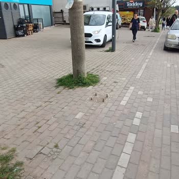 A101 Sorunlulukları, Nın Arkasında Durmak Zorunda