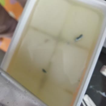 Bahçıvan Markasının Hijyensizliği