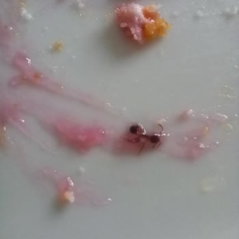 BİM Aldığım Cheesecakden Karınca Çıktı