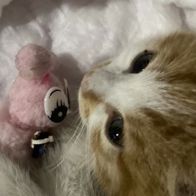 Petical Hayvan Hastanesinin İhmali Yüzünden Ölen Kedim