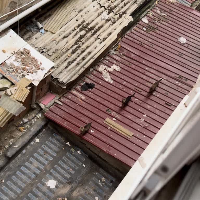 Angels Farm Sanctuary Turkey İlgisizlik Ve Yardım İsteyen İhbara Saygısız Cevap!