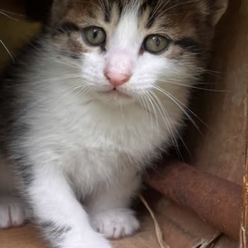 Bağcılar Belediyesi Onların Değil Sizin Vicdanınızın Tedavi Edilmesi Gerek.