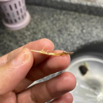 Öncü Dönerden Tavuk Tüyü Çıktı