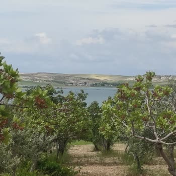 Tapu ve Kadastro Genel Müdürlüğü Cins Değişikliği Tarla