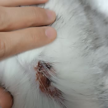Vito Veteriner Kliniği Ölen Kedimin Tedavi Süreci!
