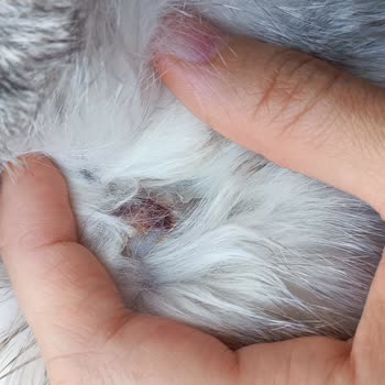 Vito Veteriner Kliniği Ölen Kedimin Tedavi Süreci!