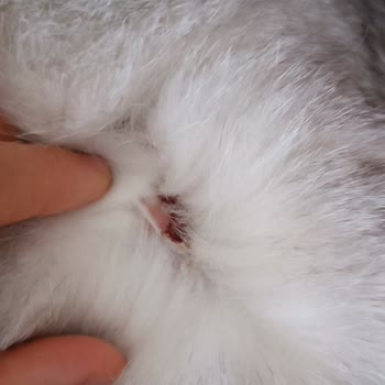 Vito Veteriner Kliniği Ölen Kedimin Tedavi Süreci!