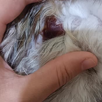 Vito Veteriner Kliniği Ölen Kedimin Tedavi Süreci!