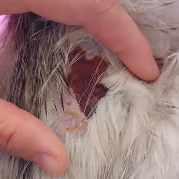 Vito Veteriner Kliniği Ölen Kedimin Tedavi Süreci!