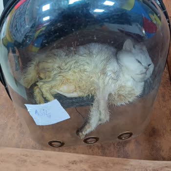 Vito Veteriner Kliniği Ölen Kedimin Tedavi Süreci!